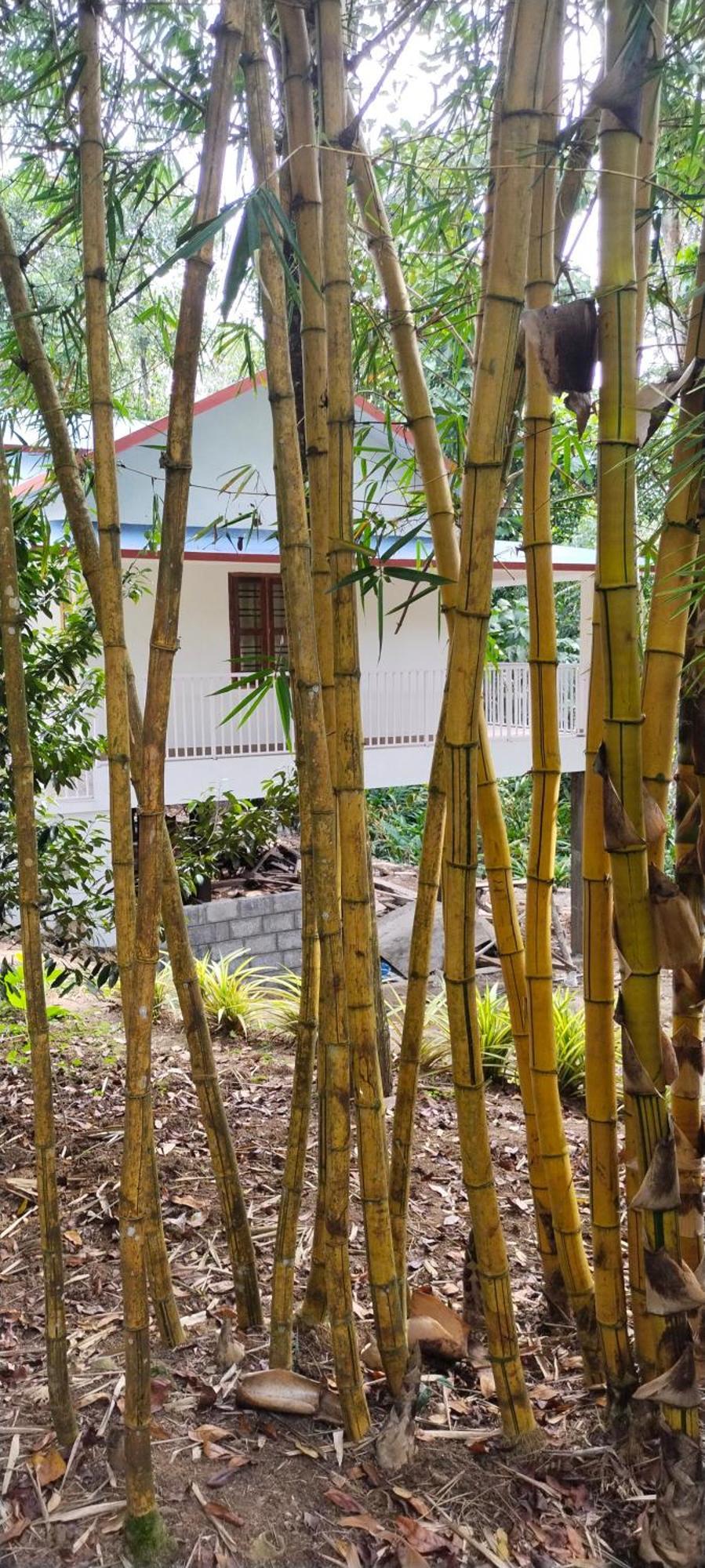 Philip Mary Farm Stay Thekkady Exterior foto